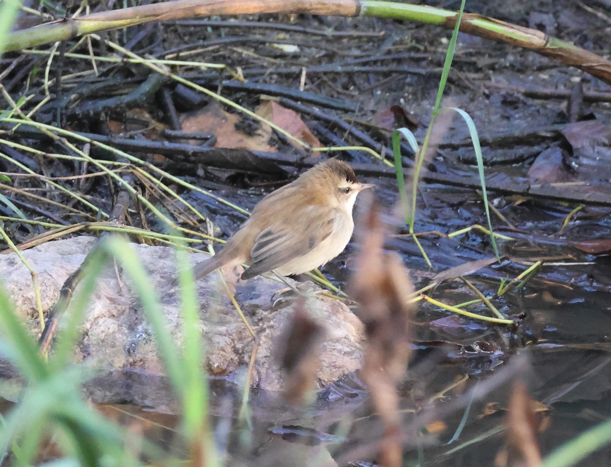 Moustached Warbler - ML644649774