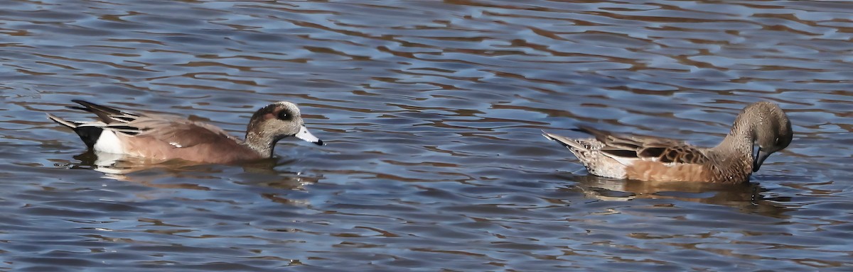 Свищ американський - ML644649778