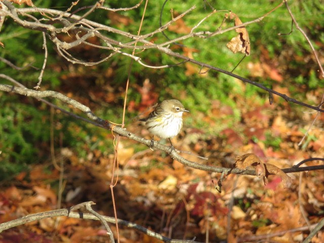 Yellow-rumped Warbler - ML644649790