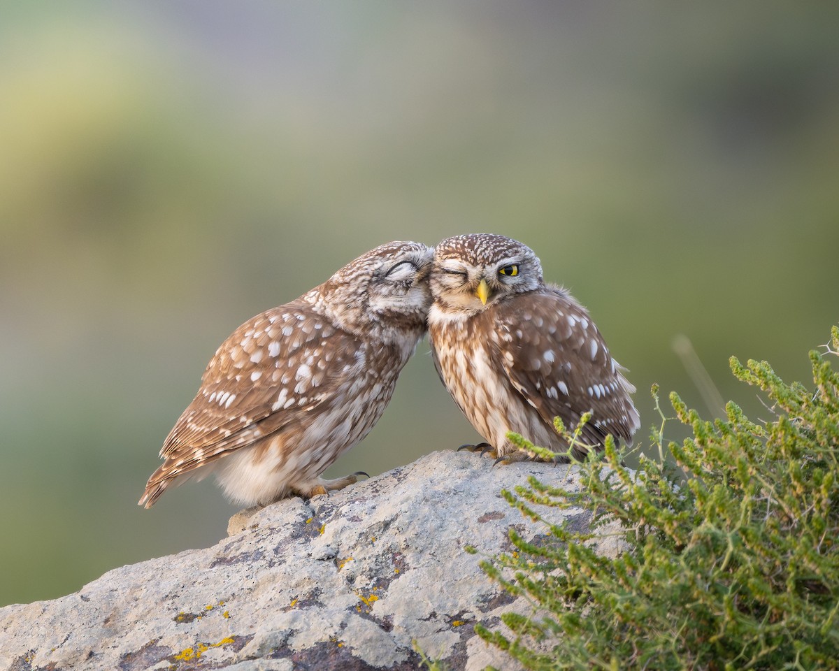 Little Owl - ML644649803