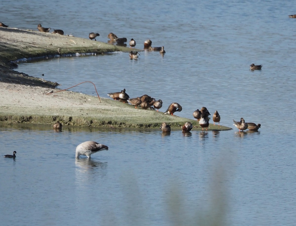 Northern Shoveler - ML644649805