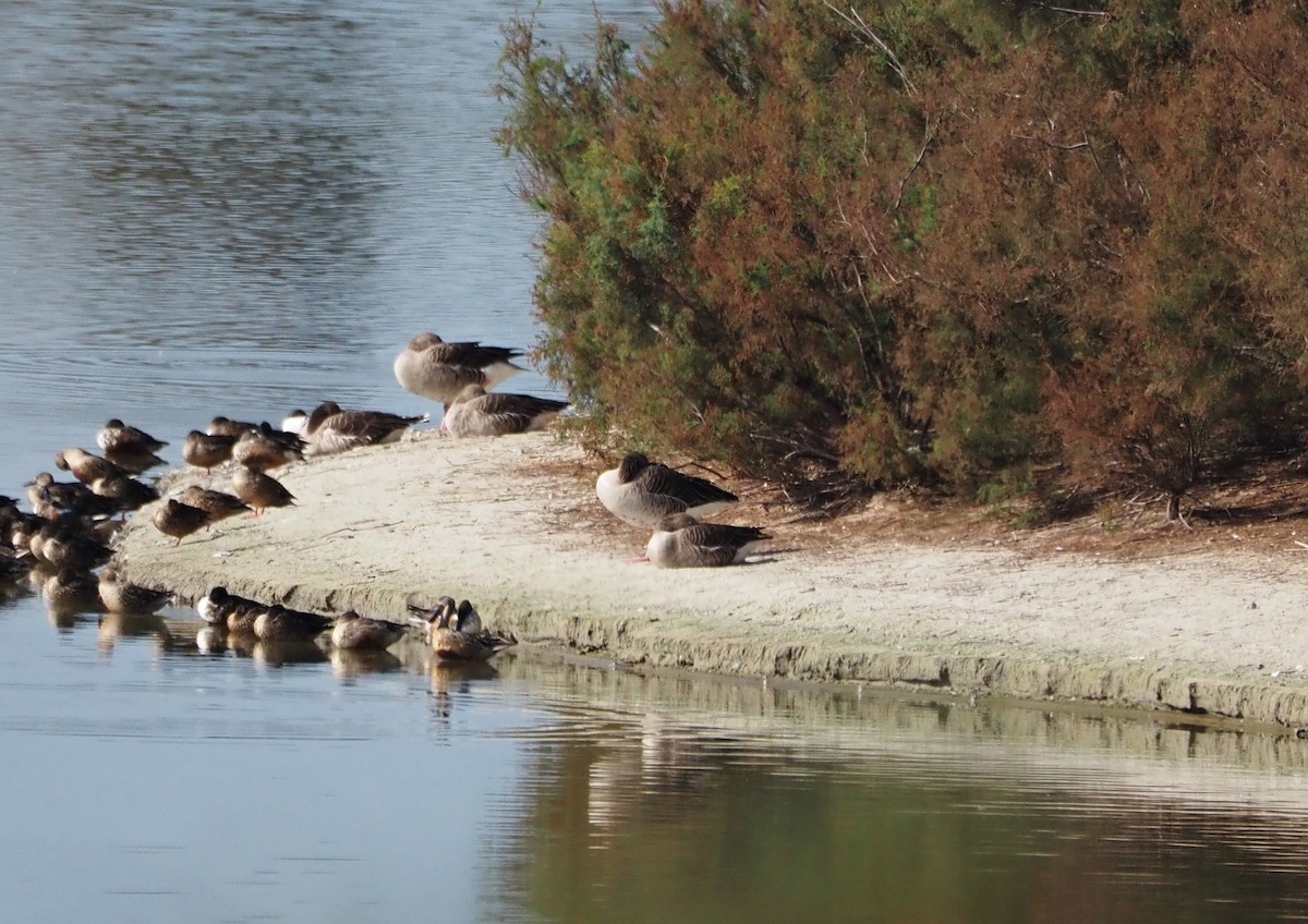 Graylag Goose - ML644649809