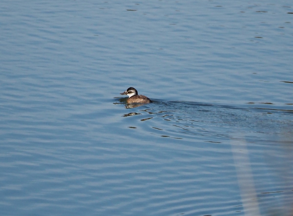 White-headed Duck - ML644649814