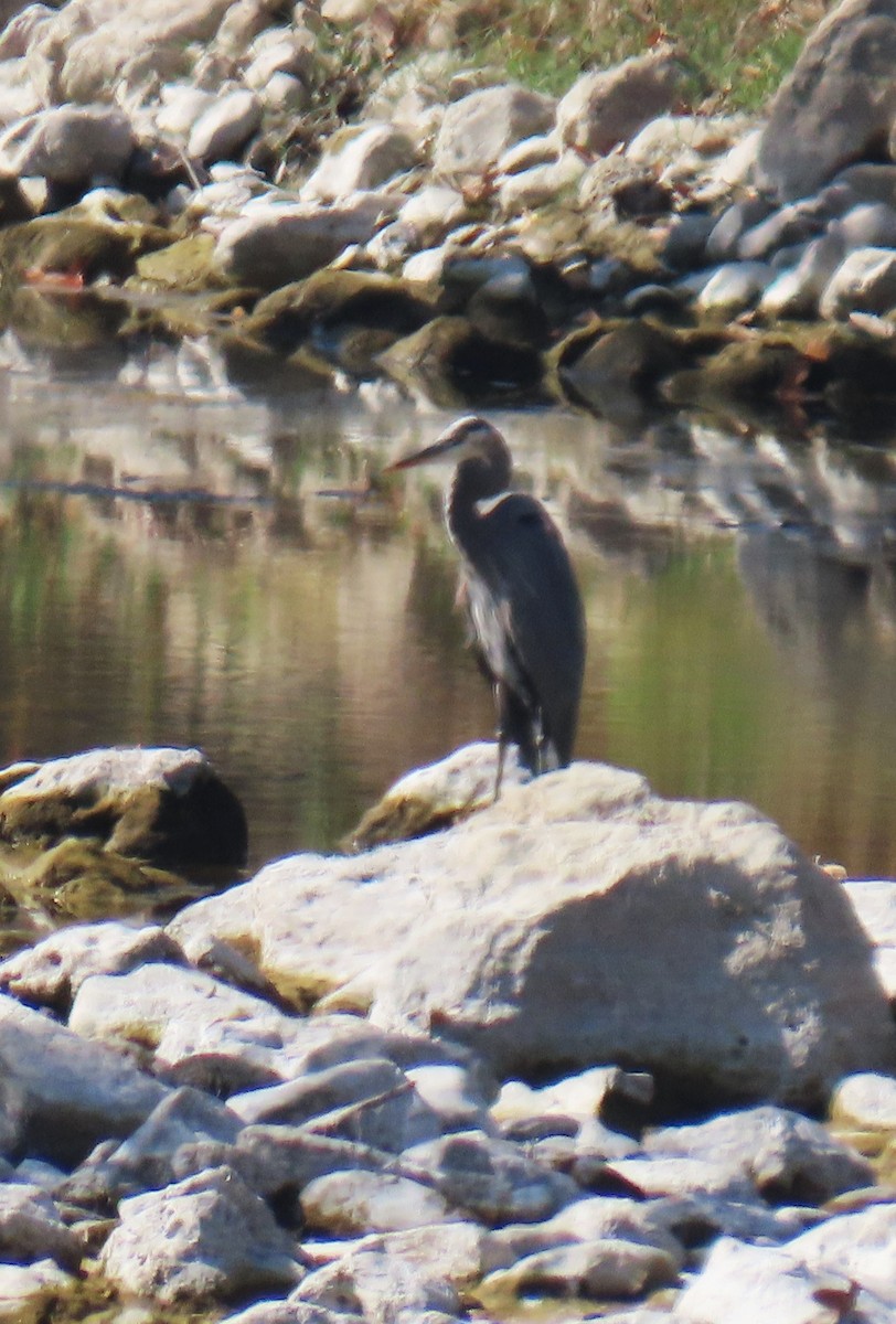 Great Blue Heron - ML644649815