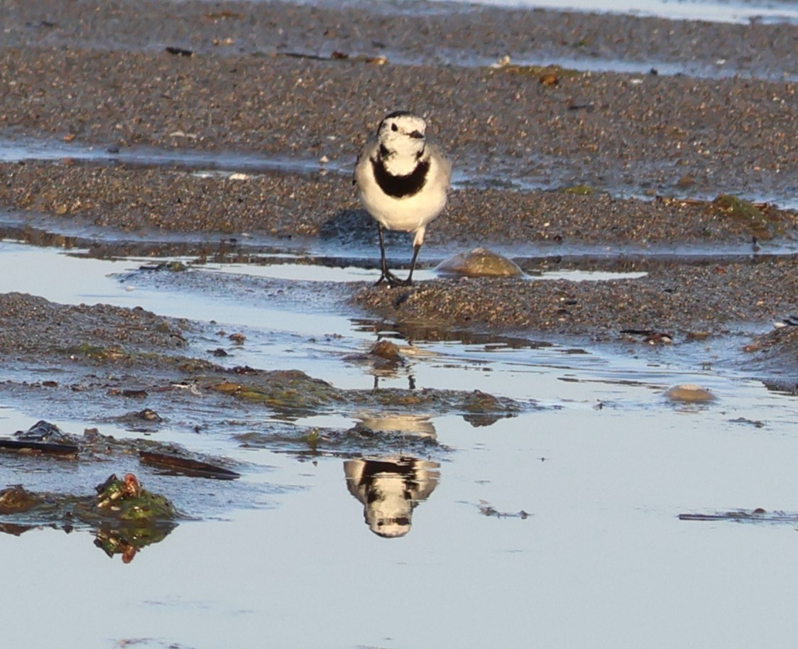 Bergeronnette grise (alba/dukhunensis) - ML644649816