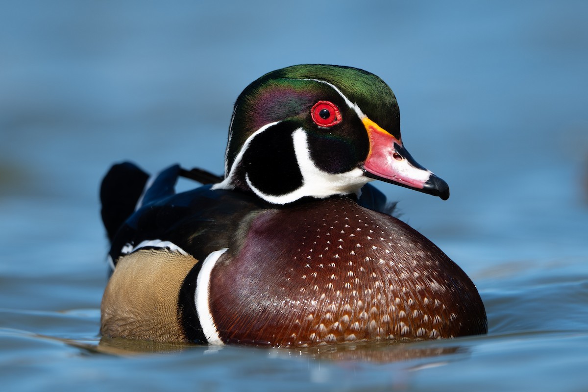 Canard branchu - ML644649822