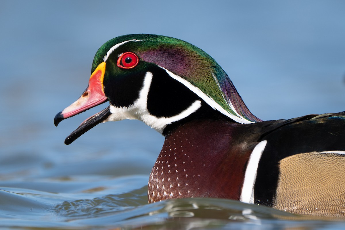 Canard branchu - ML644649823