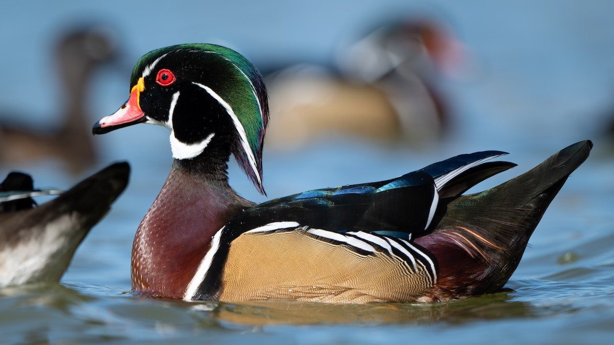 Canard branchu - ML644649824