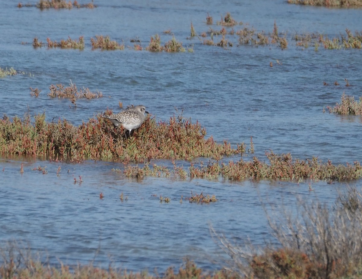 Black-bellied Plover - ML644649828
