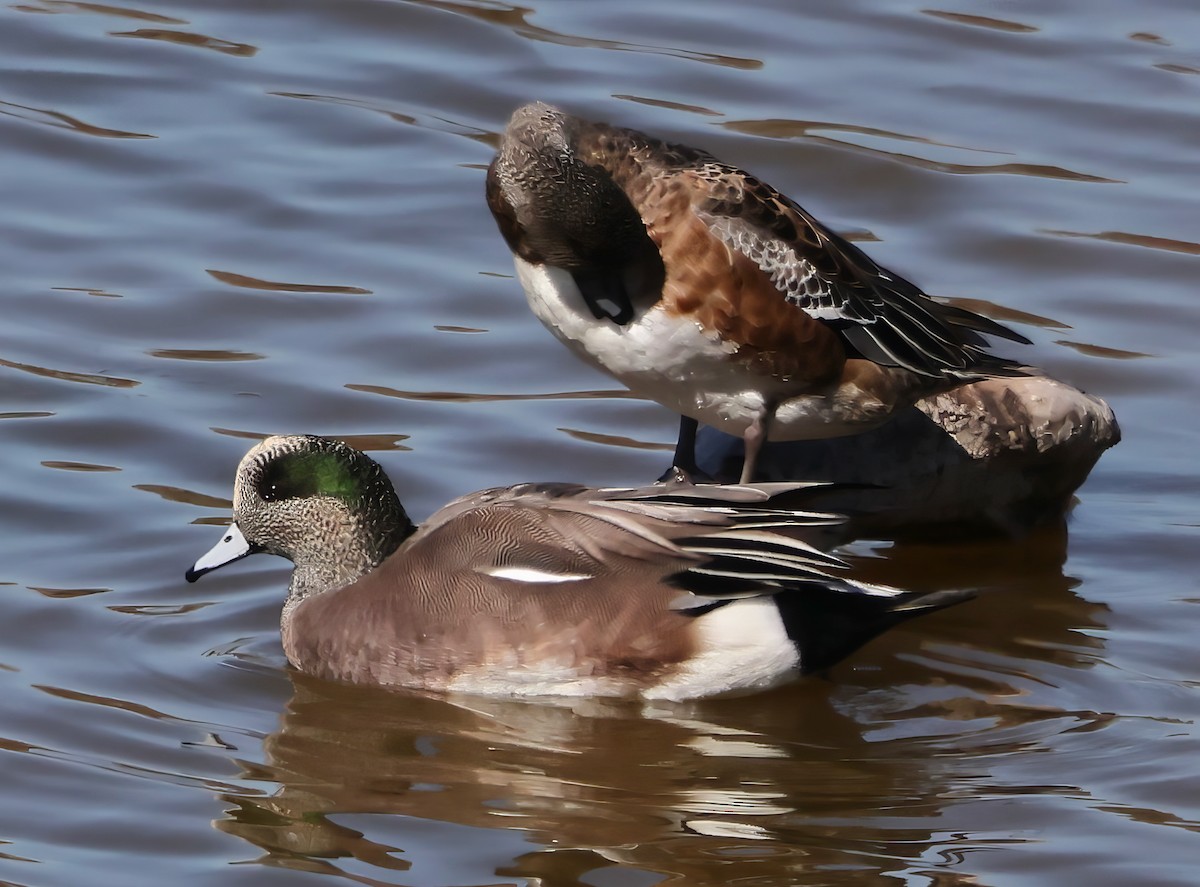 Свищ американський - ML644649833