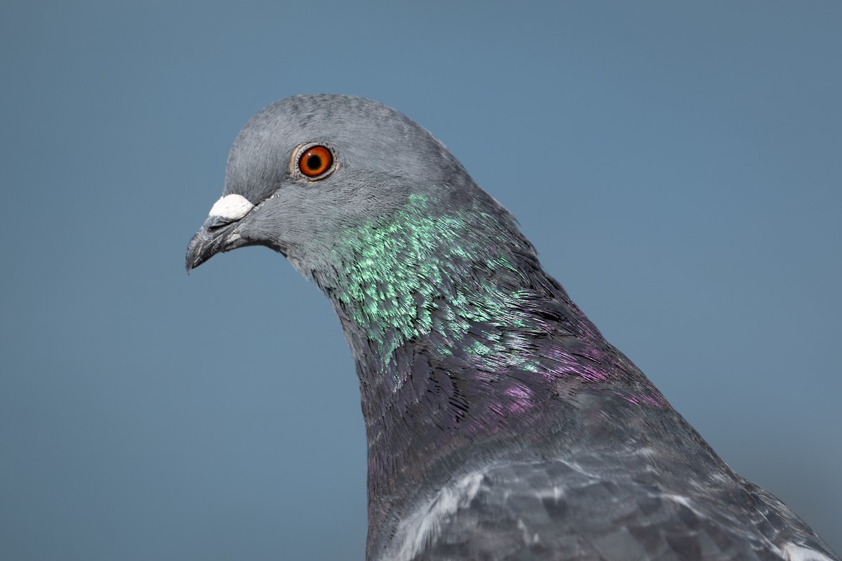 Pigeon biset (forme domestique) - ML644649835