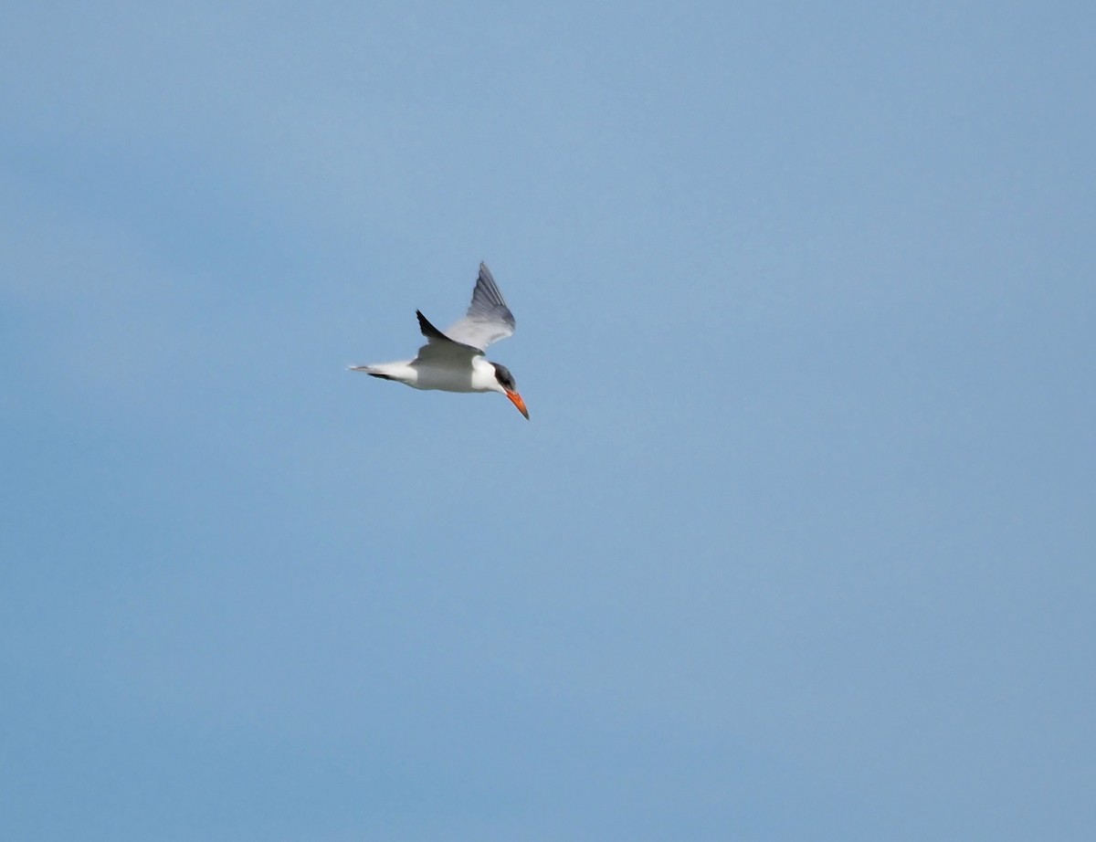 Caspian Tern - ML644649838