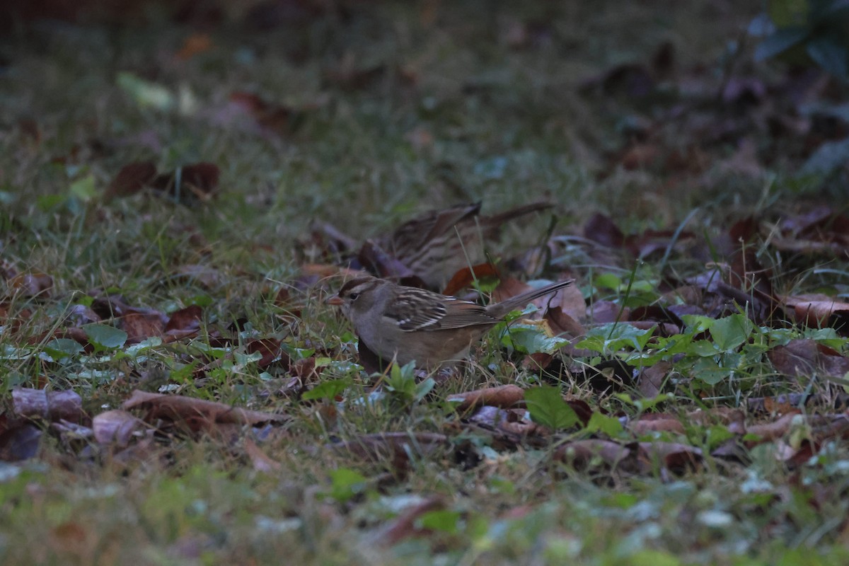 Dachsammer - ML644649839