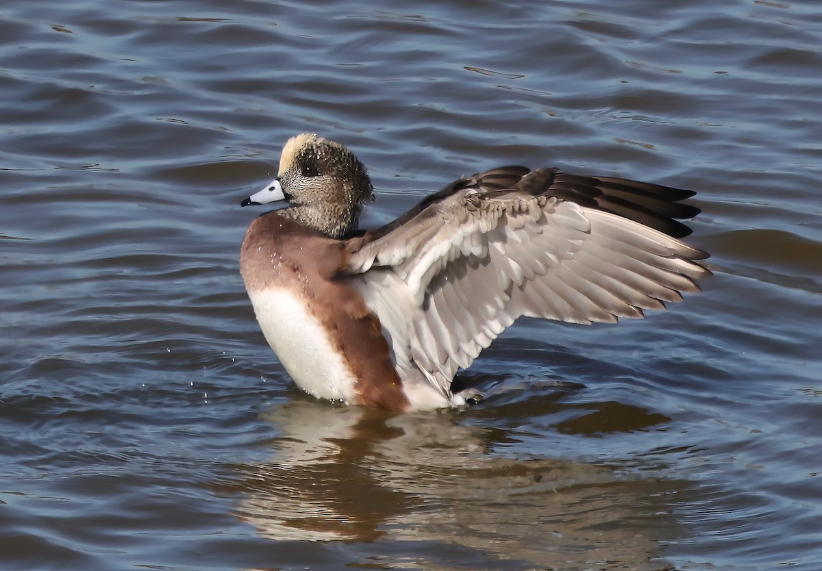 Свищ американський - ML644649840