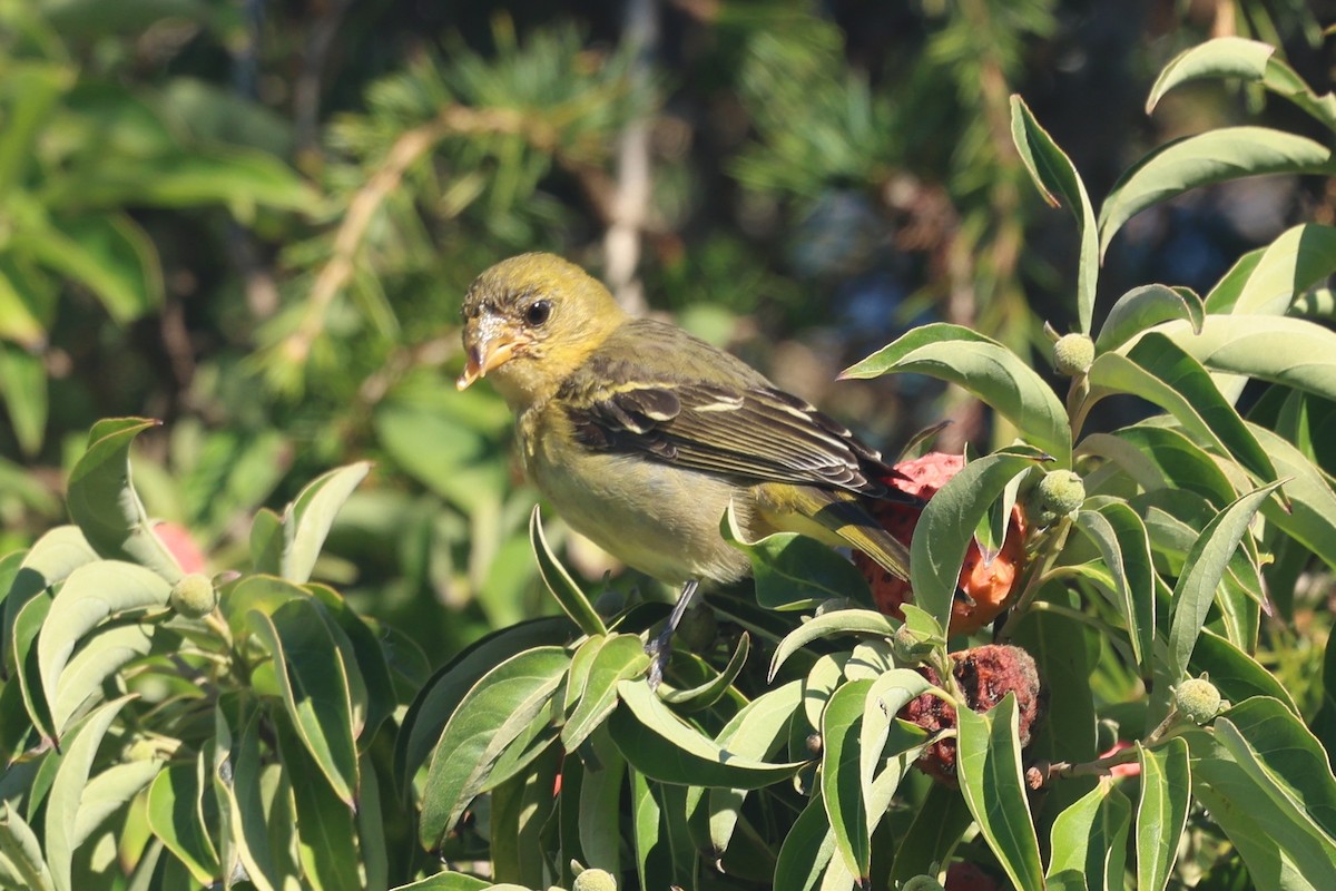 Western Tanager - ML644649841