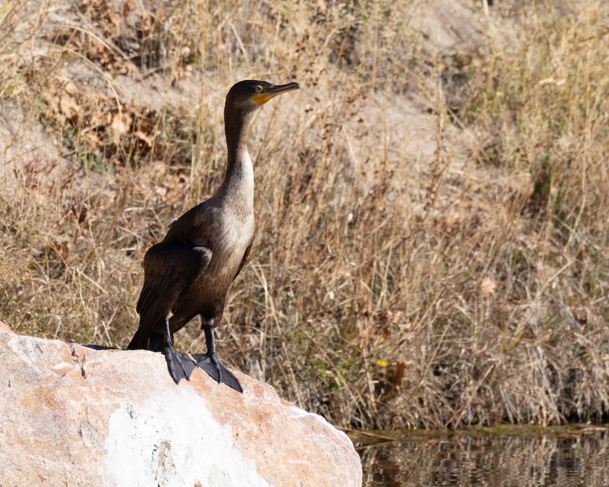 Cormoran à aigrettes - ML644649842