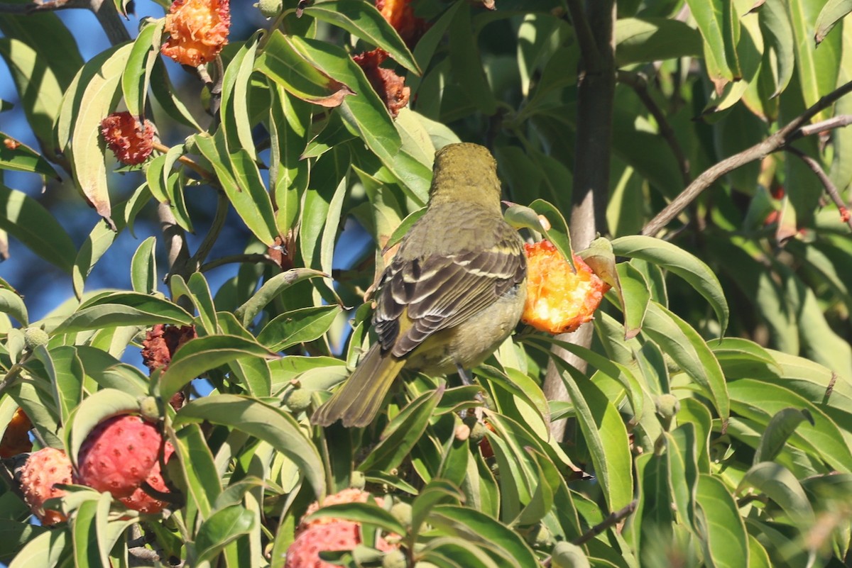 Western Tanager - ML644649854