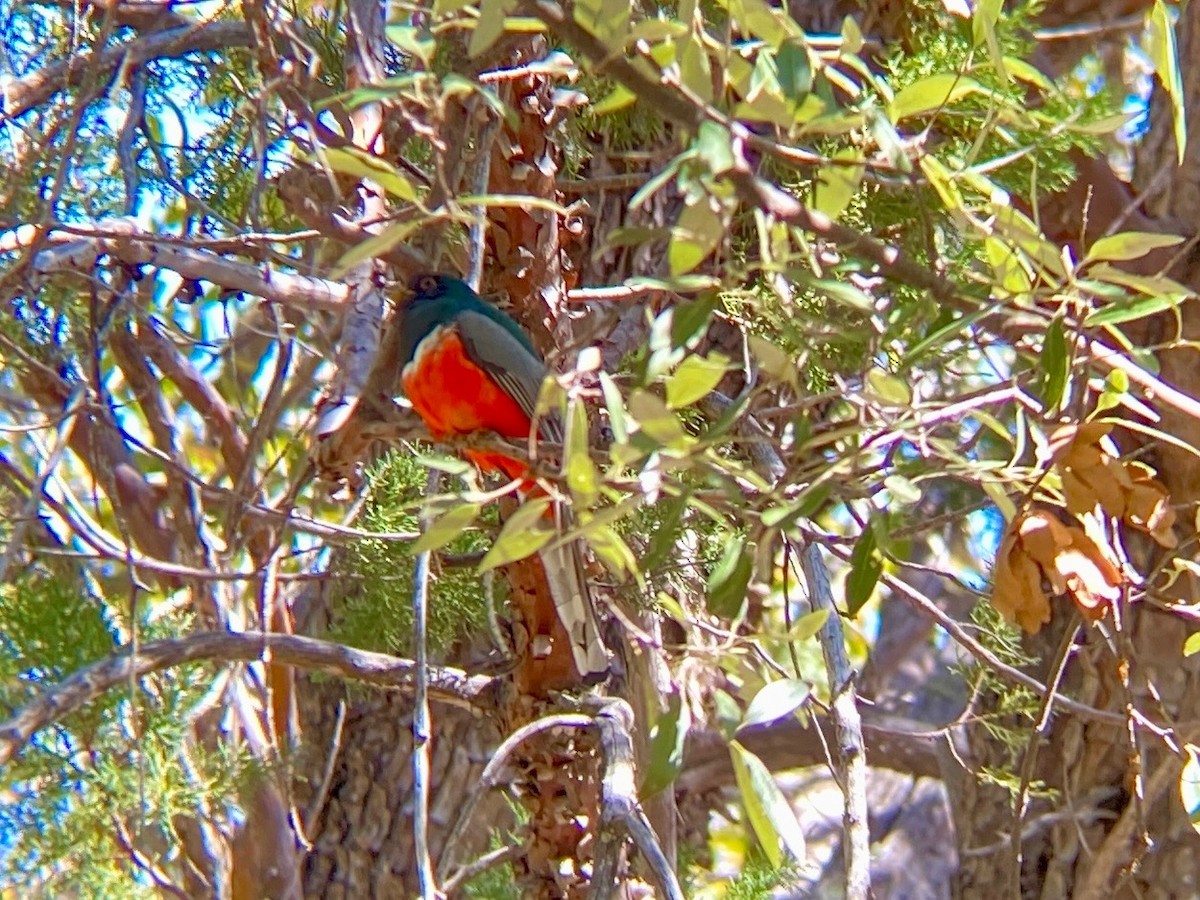 Coppery-tailed Trogon - ML644649857