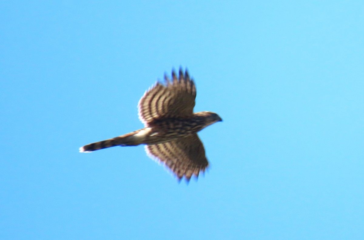 Cooper's Hawk - ML644649859