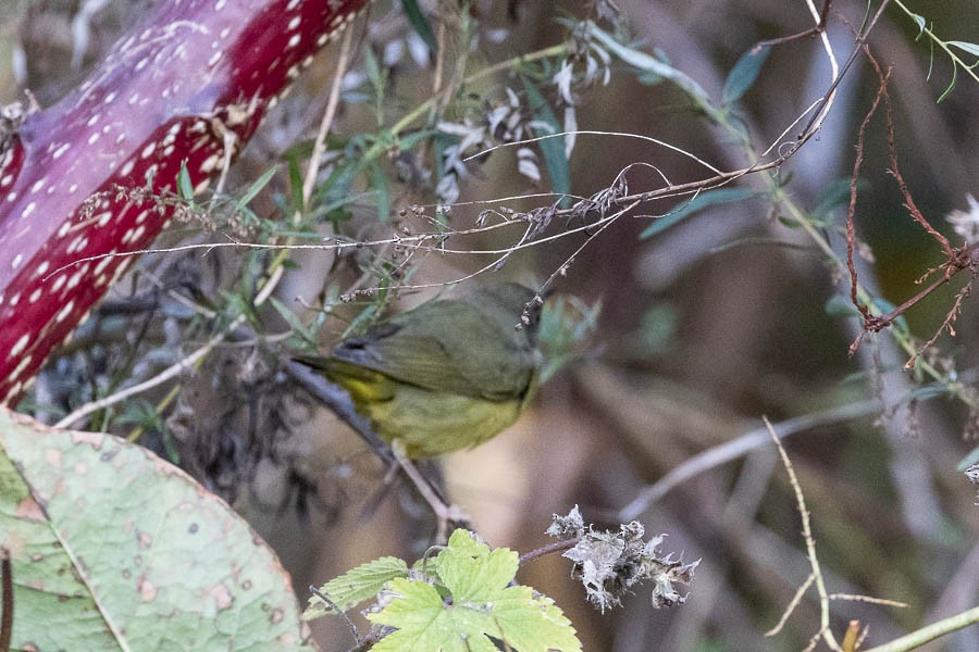 Mourning Warbler - ML644649866