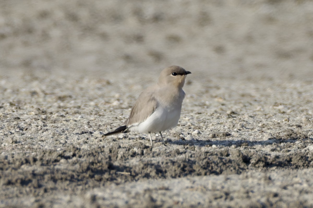 Small Pratincole - ML644649868
