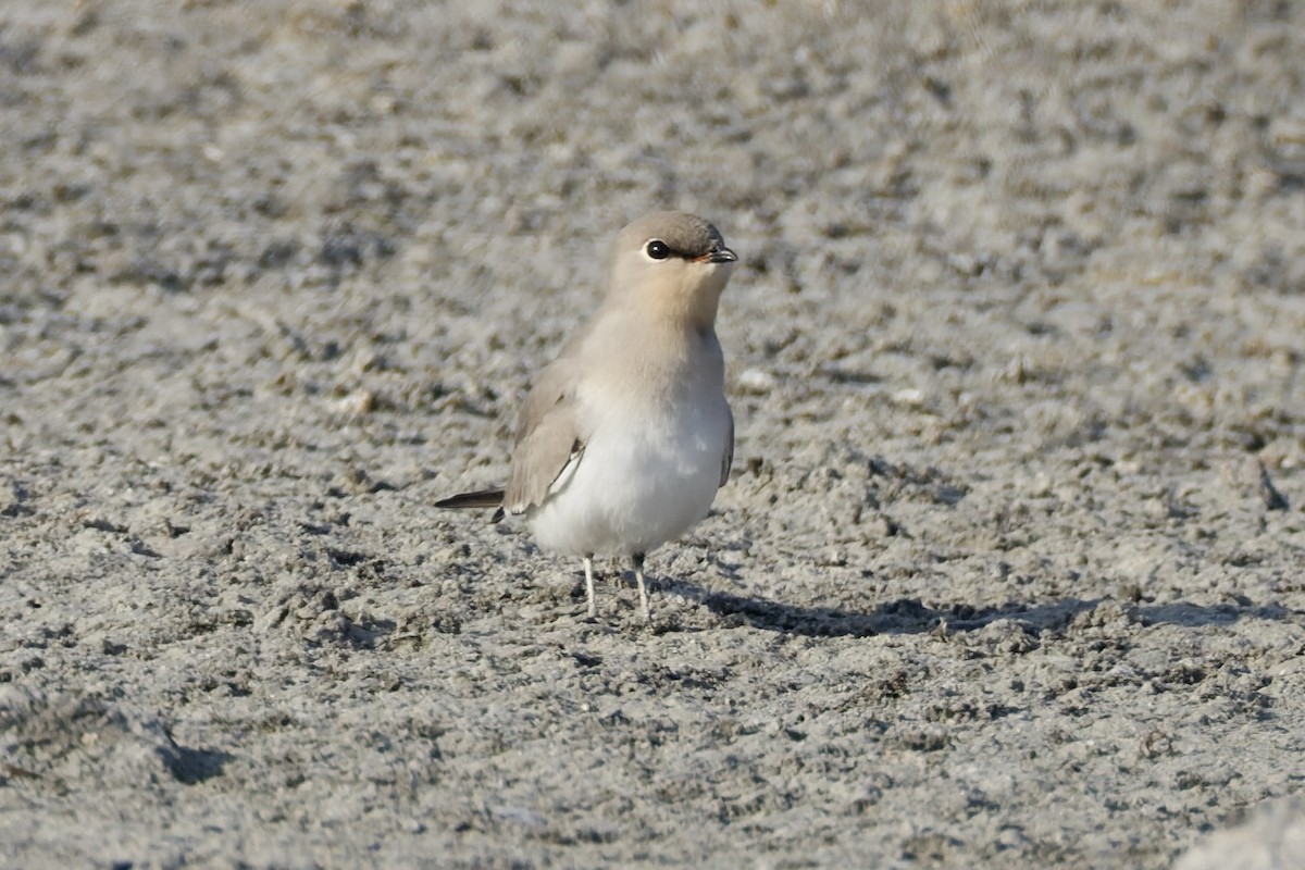 Small Pratincole - ML644649869