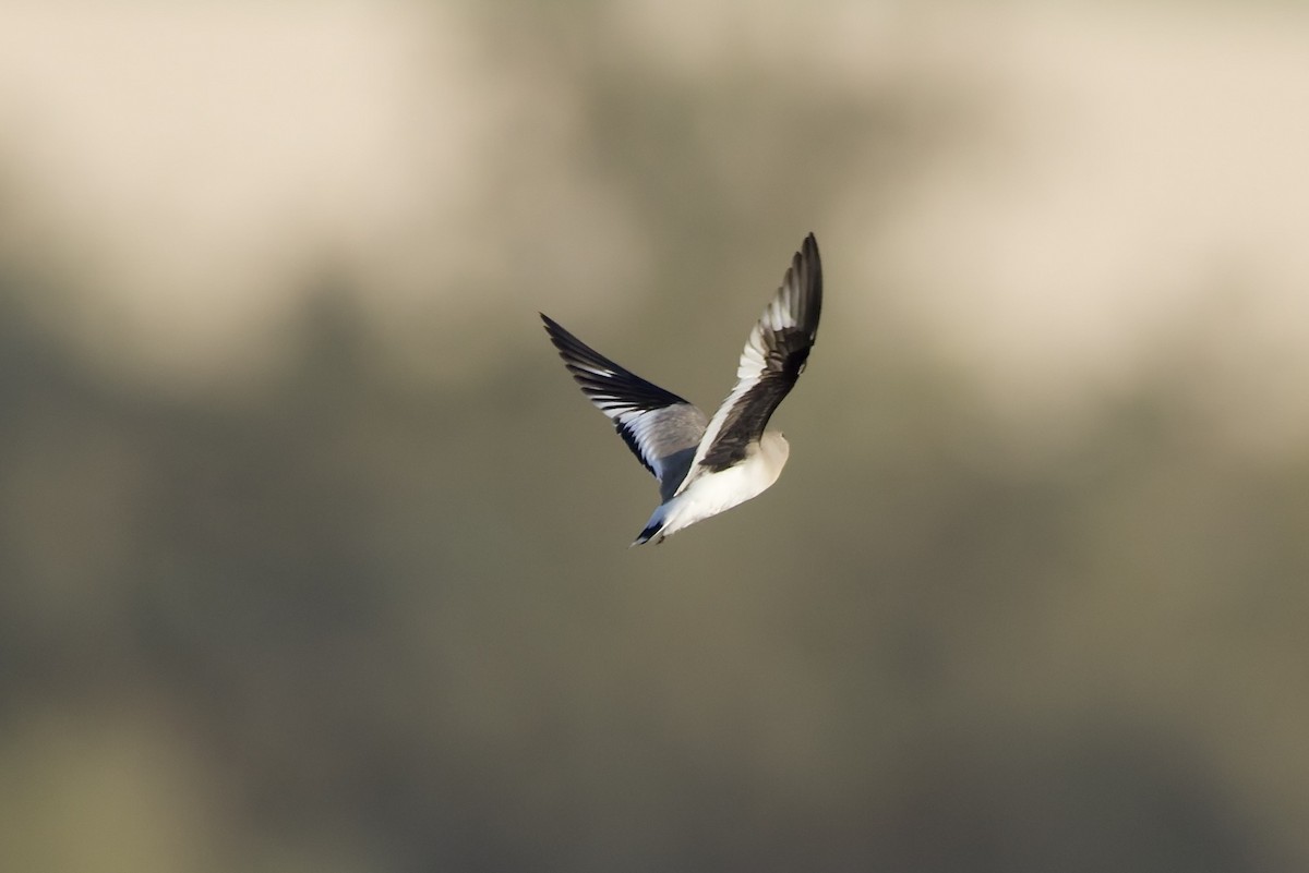 Small Pratincole - ML644649870
