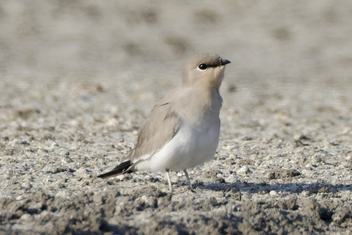 Small Pratincole - ML644649871