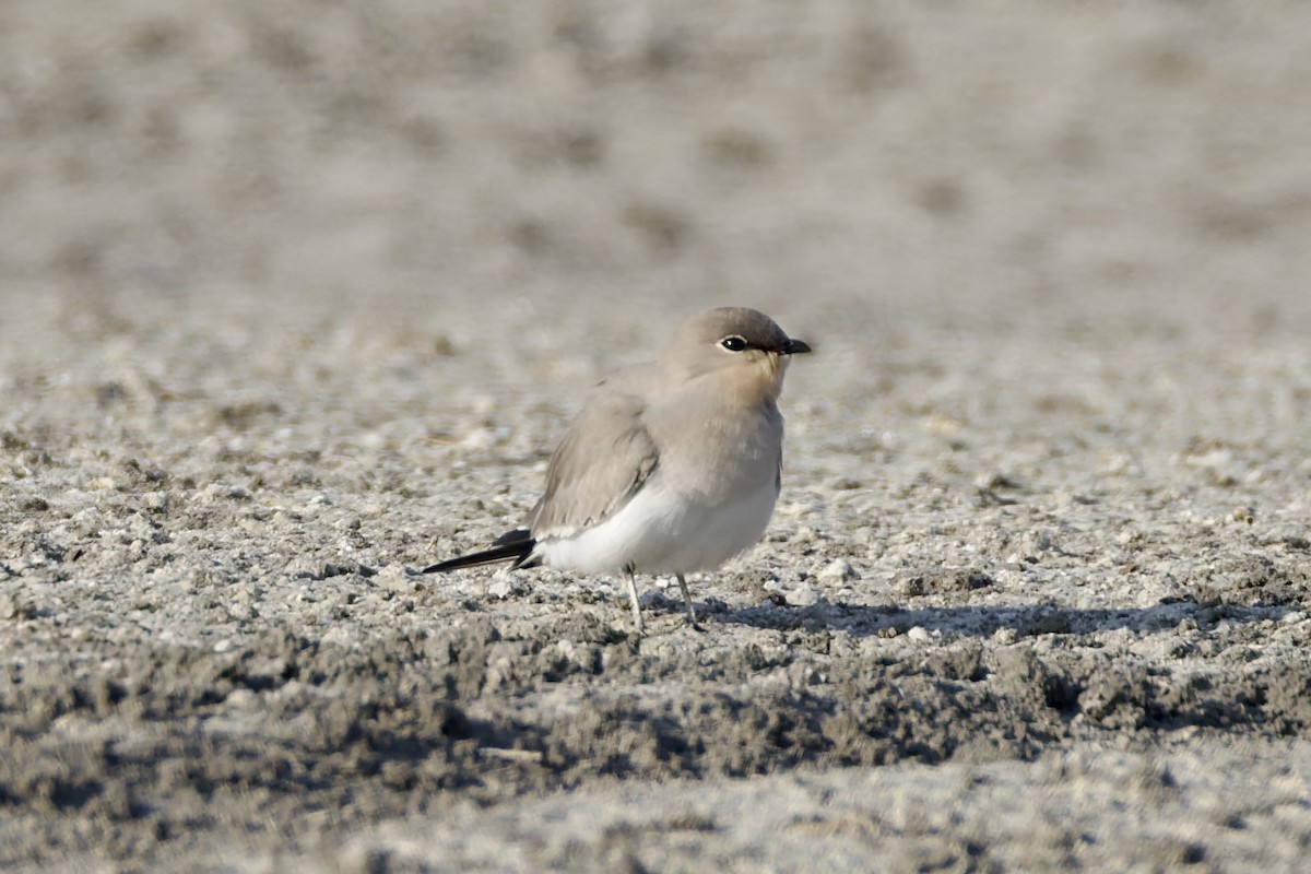 Small Pratincole - ML644649872
