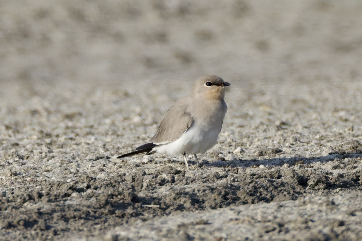 Small Pratincole - ML644649874