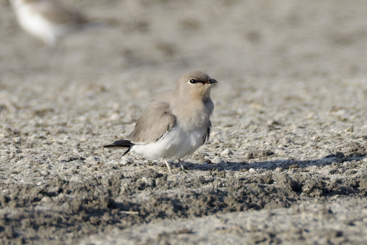 Small Pratincole - ML644649875