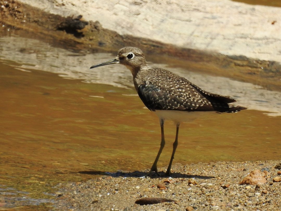 Einsiedelwasserläufer - ML644649883