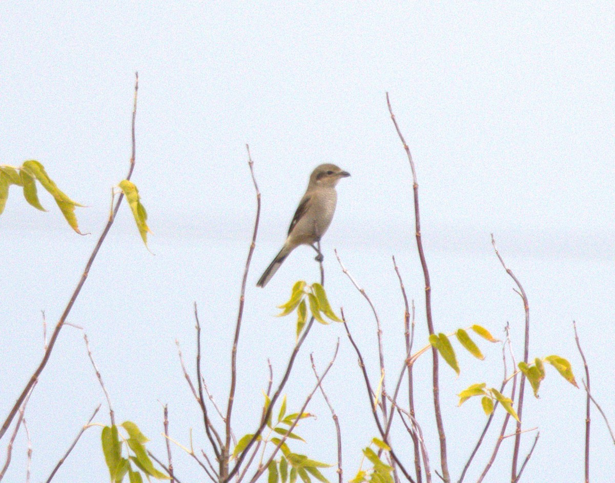 ťuhýk severní - ML644649889