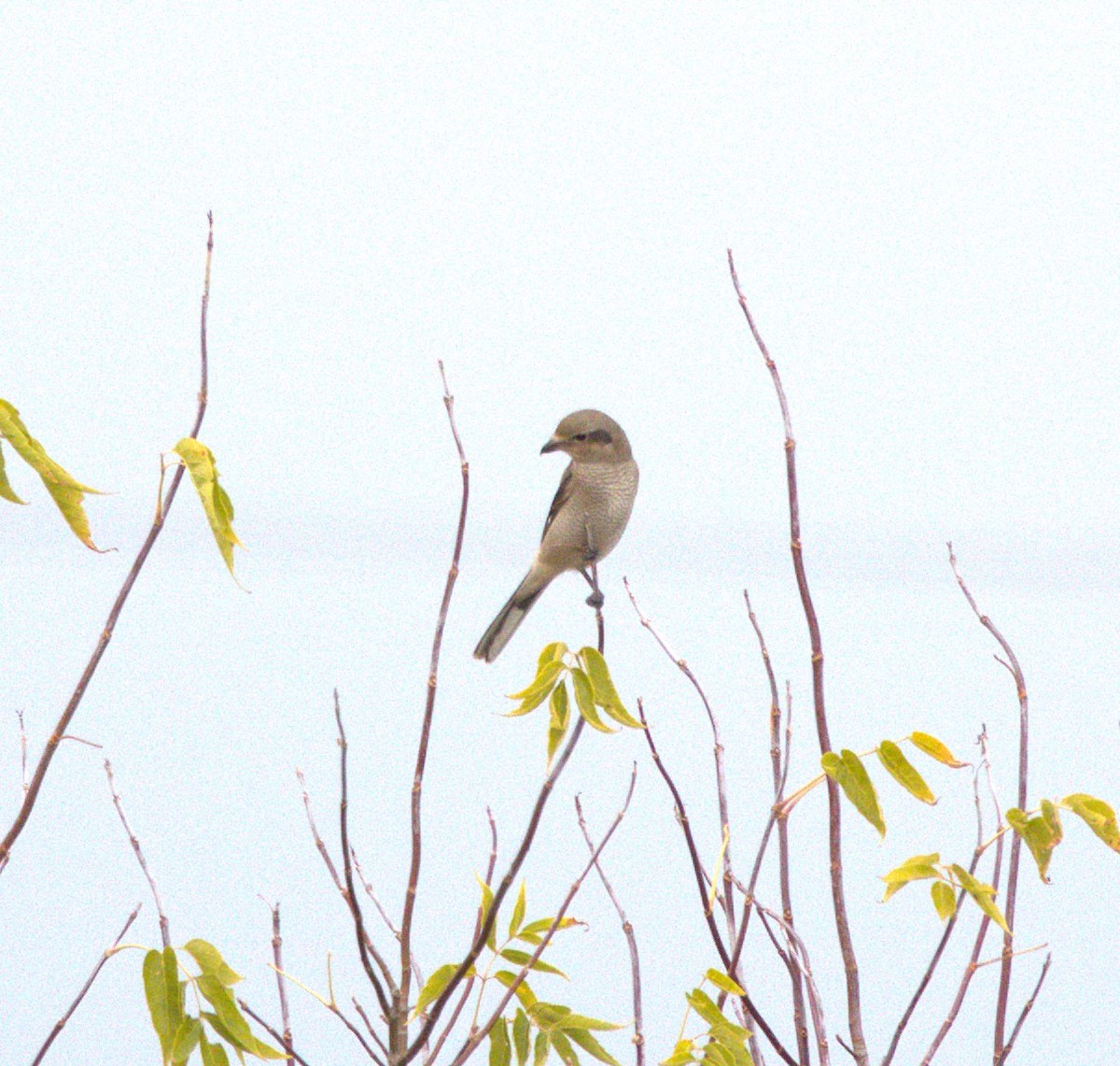 ťuhýk severní - ML644649890