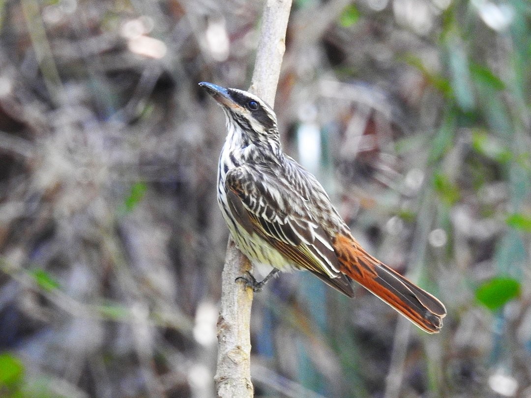 Süd-Fleckenmaskentyrann - ML644649911