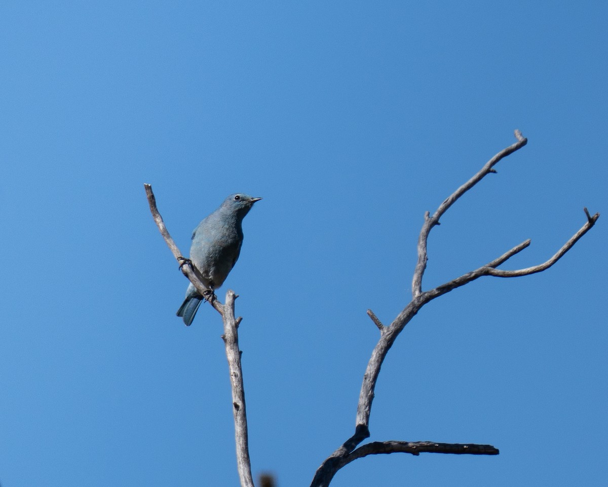 Mountain Bluebird - ML644649923