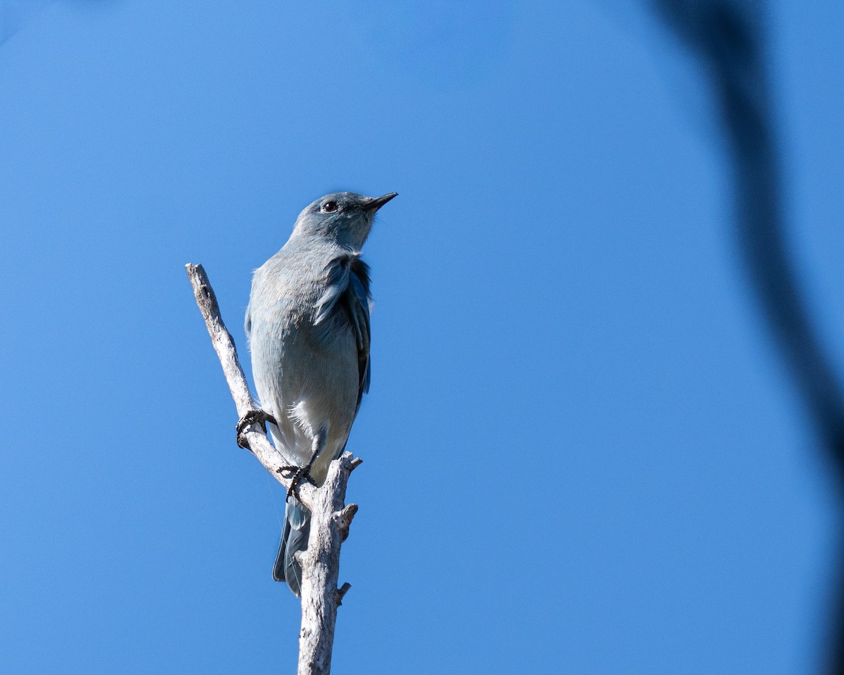 Mountain Bluebird - ML644649924