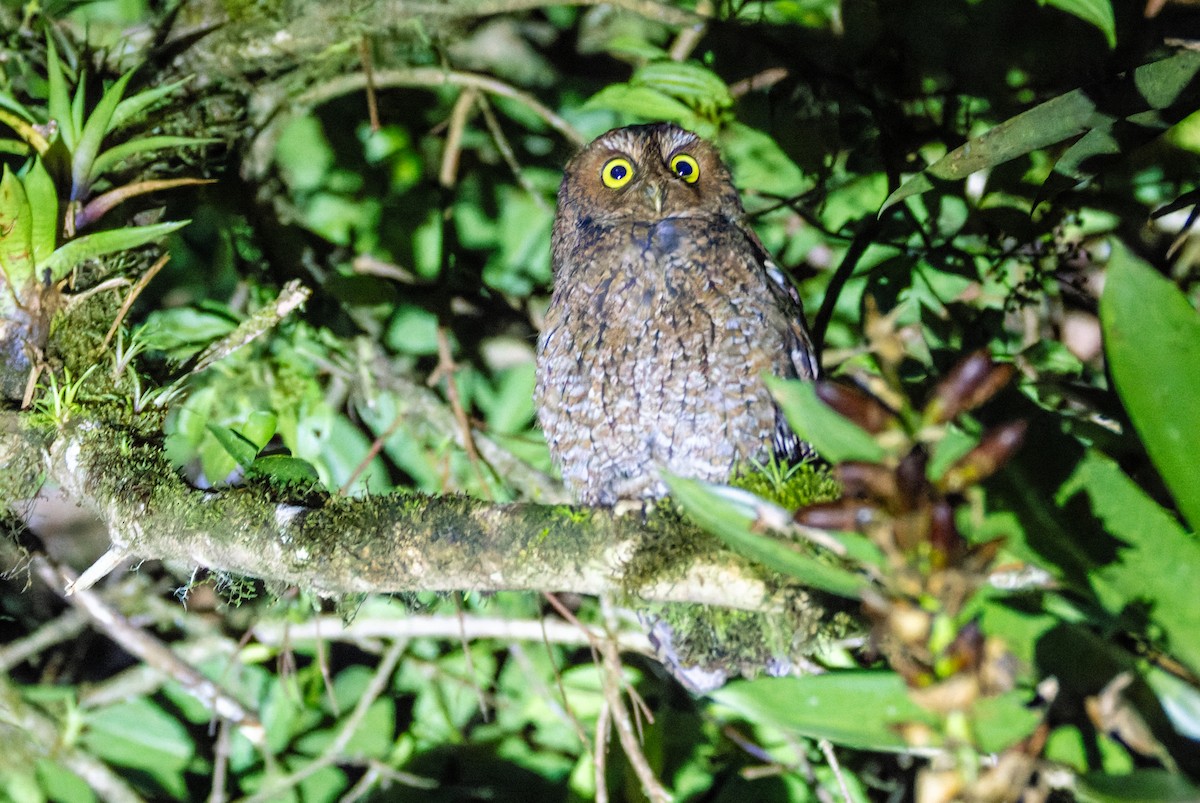 Bare-shanked Screech-Owl - ML644649930