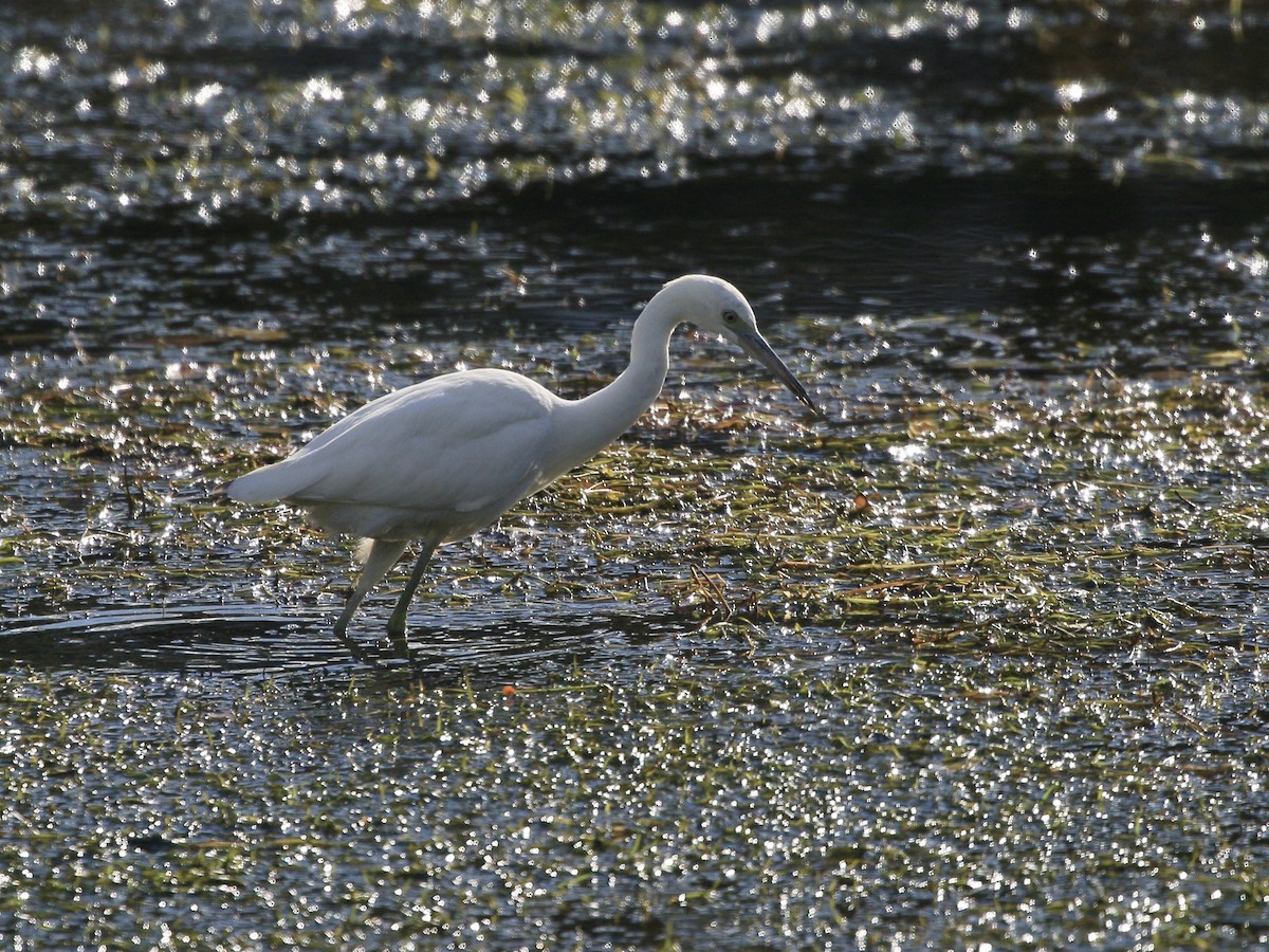 Little Blue Heron - ML644649939