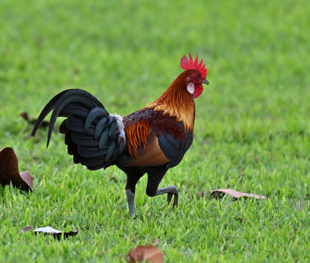 תרנגול בר (מבוית) - ML644649940