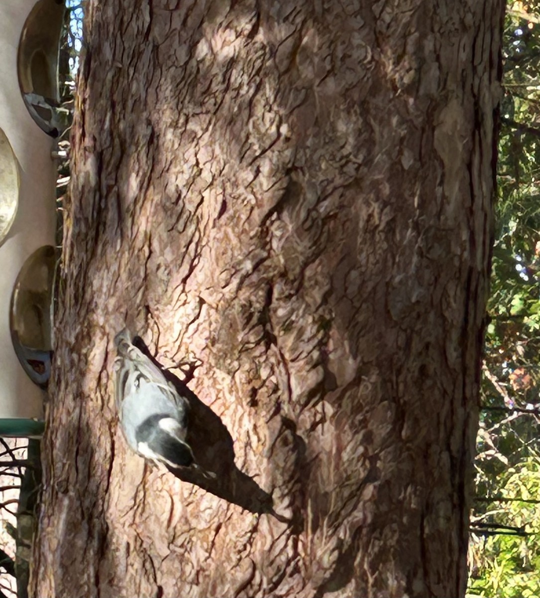 White-breasted Nuthatch - ML644649942