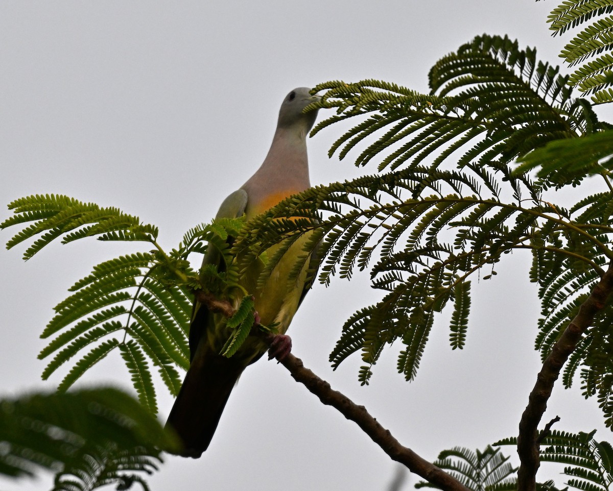 Pink-necked Green-Pigeon - ML644649947