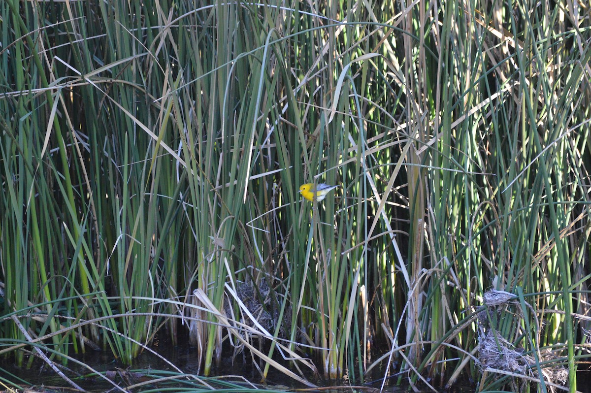 Пісняр жовтий - ML644649951