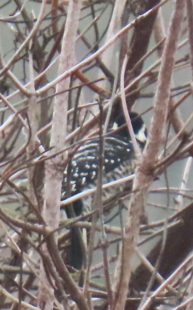 Nuttallspecht - ML644649953