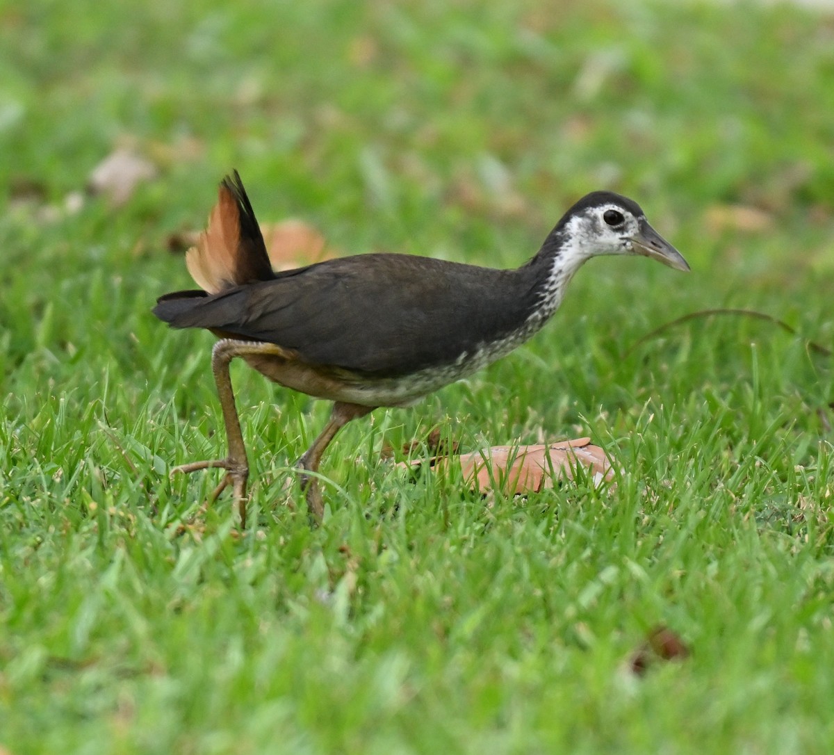 White-breasted Waterhen - ML644649954
