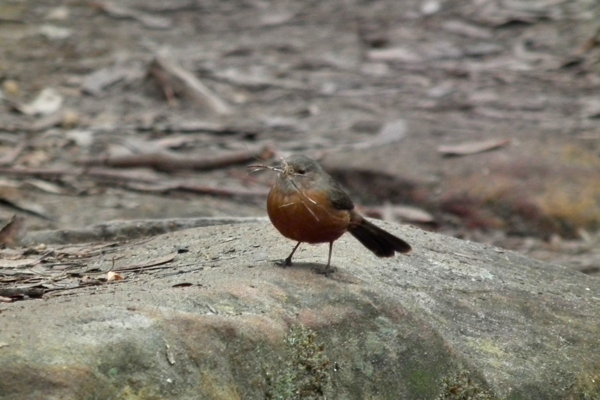 Rockwarbler - ML644649956