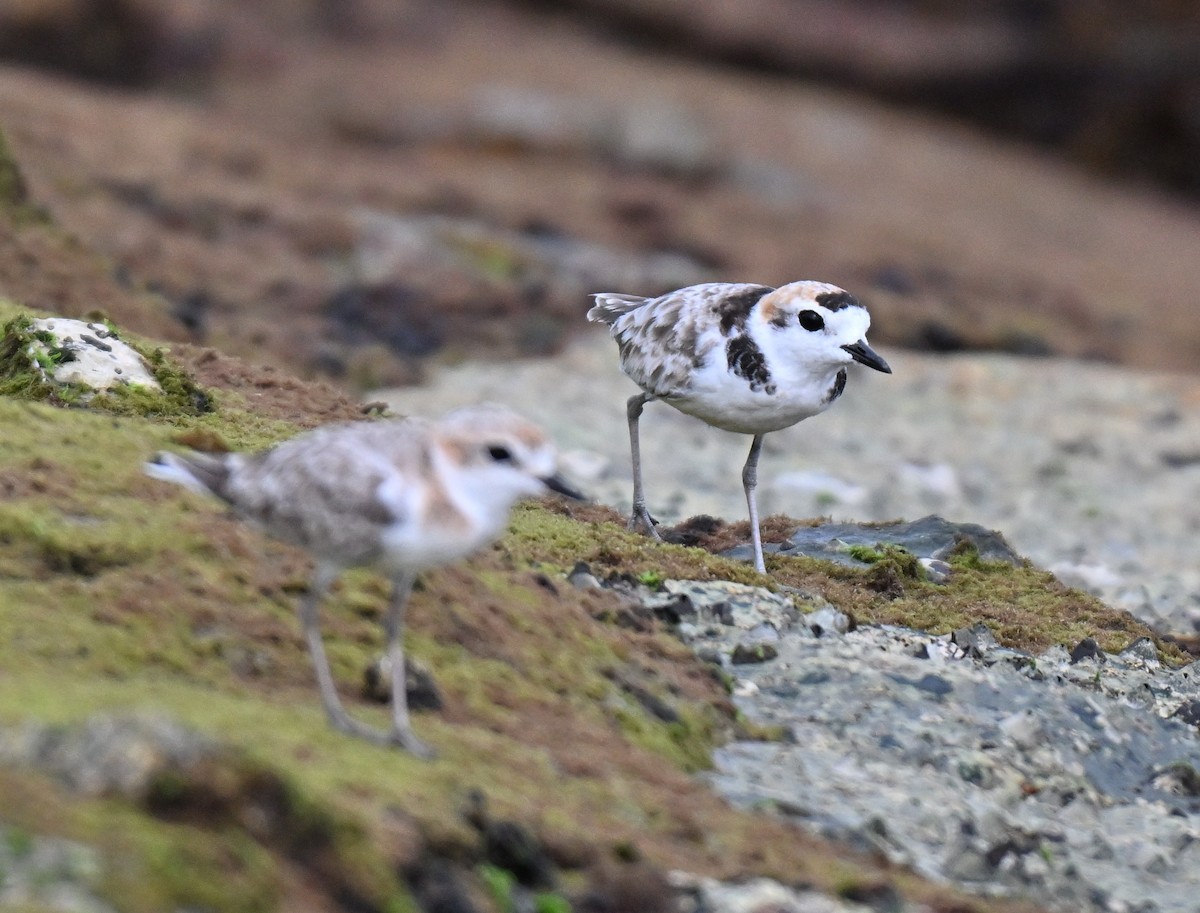 Malaysian Plover - ML644649958