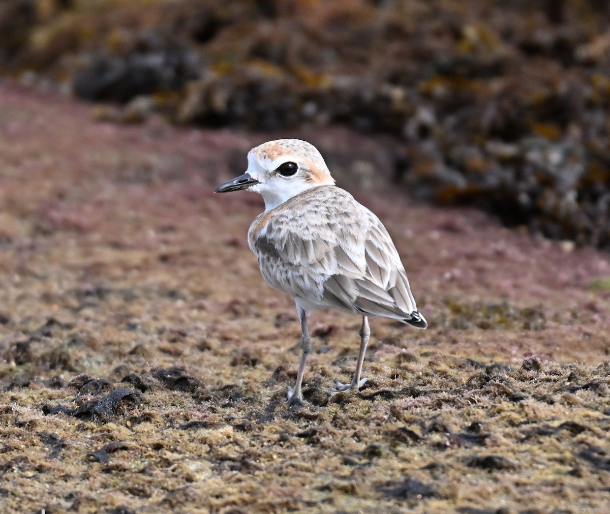 Malaysian Plover - ML644649959