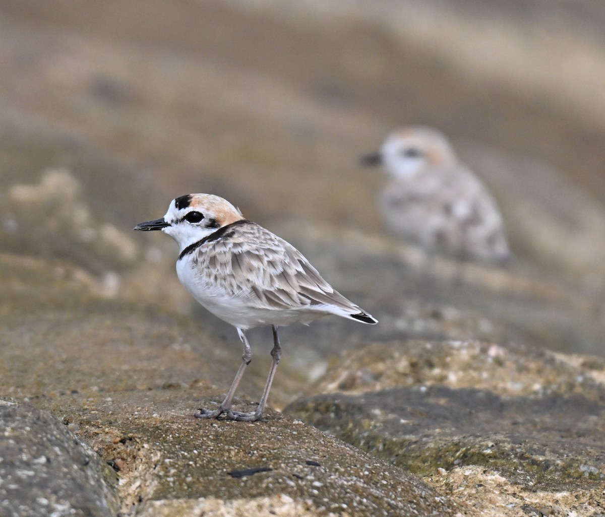 Malaysian Plover - ML644649960