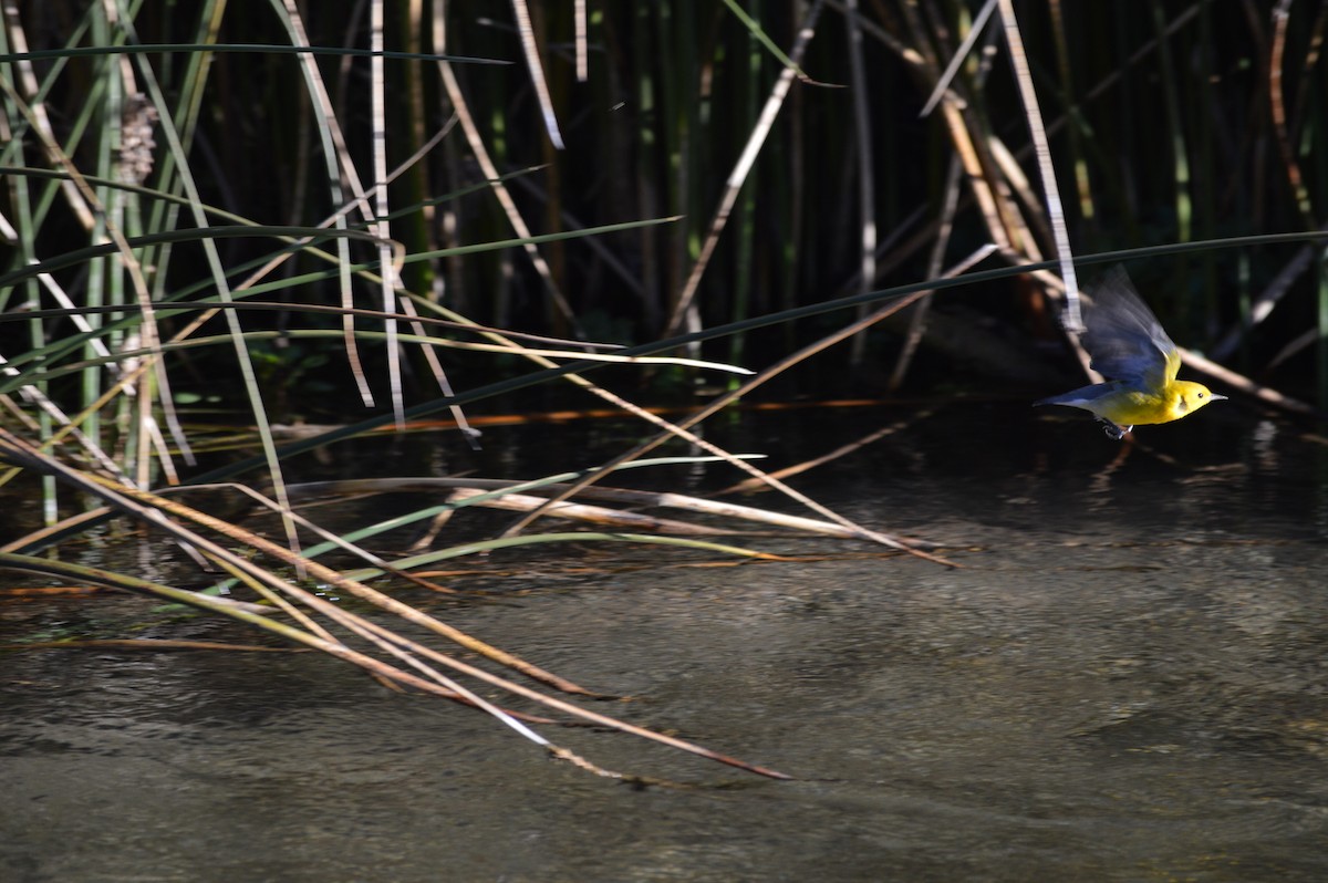 Пісняр жовтий - ML644649961